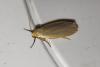 Eilema griseola